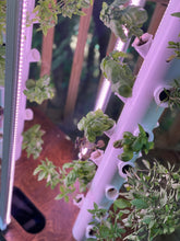 Agrowponics Home Growing System - Dual Agrowtowers